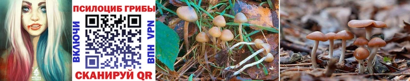 MEGA ссылки Астрахань Галлюциногенные грибы Psilocybine cubensis